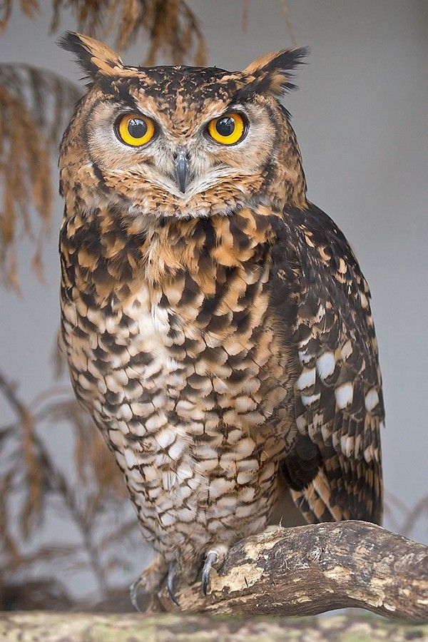 an owl sitting on top of a tree branch