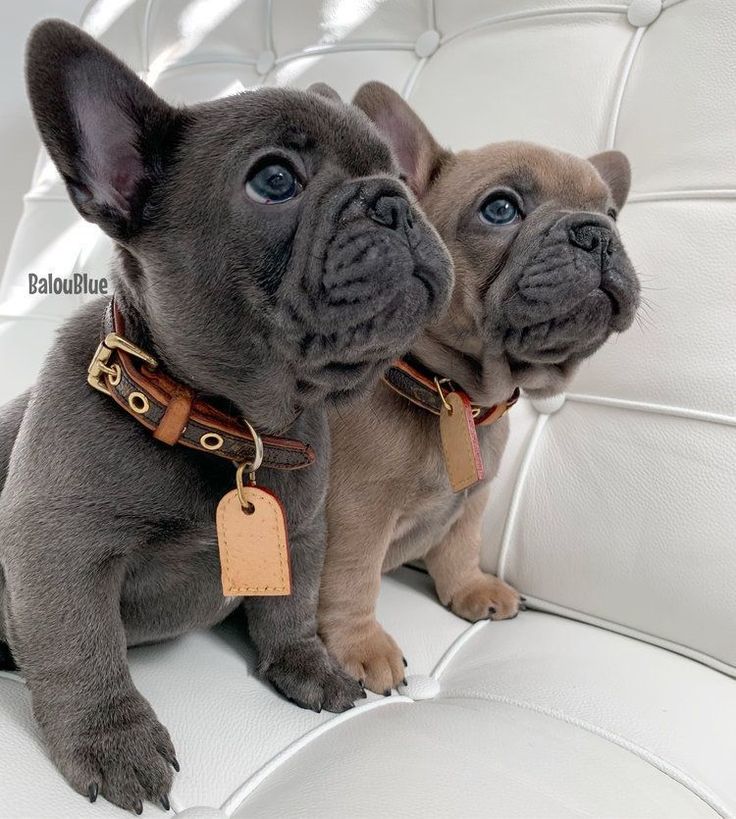 two puppies sitting on the back of a white couch with tags attached to their collars