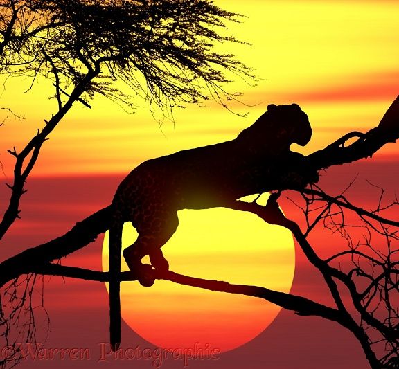 the silhouette of a cheetah on a tree branch at sunset with the sun in the background