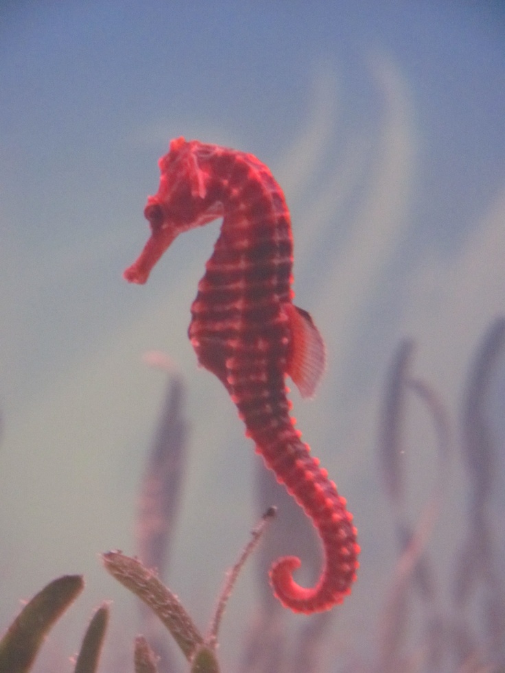 a red sea horse in the middle of an ocean with plants and water behind it