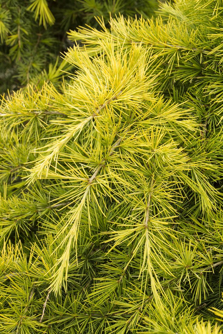 a close up view of a pine tree