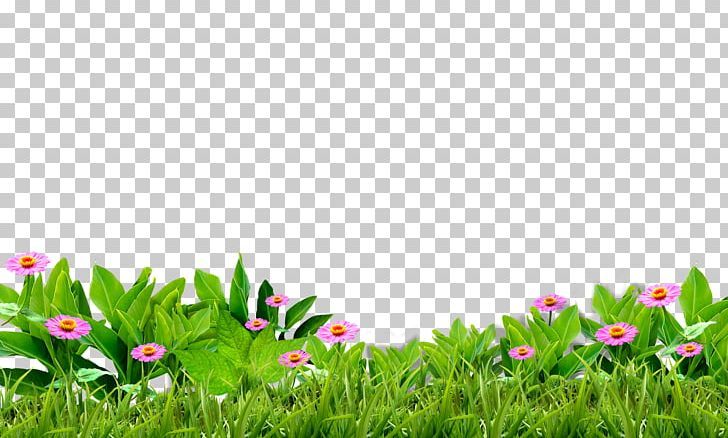 pink flowers and green grass with white background