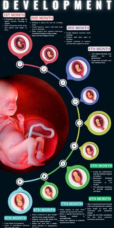 a baby is shown in the middle of a circle with different types of babies around it