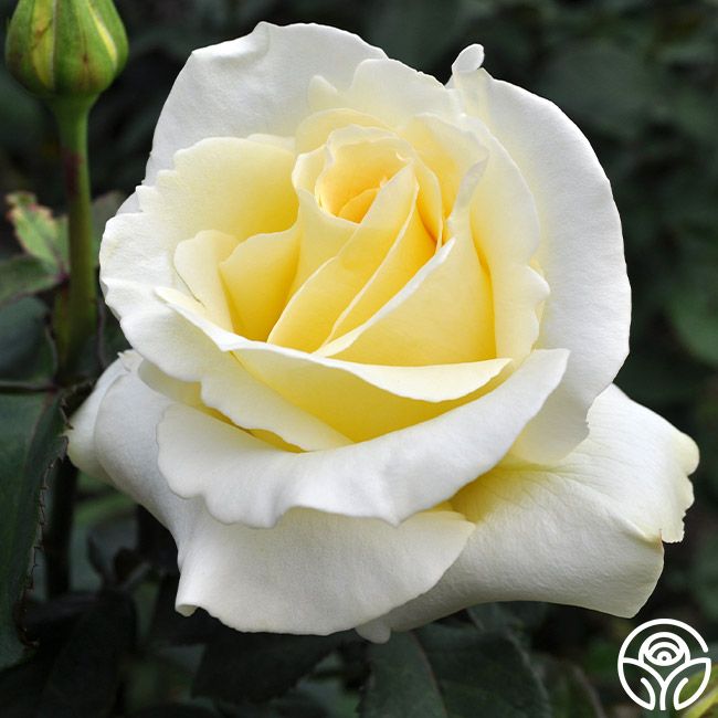 a yellow and white rose is blooming in the garden