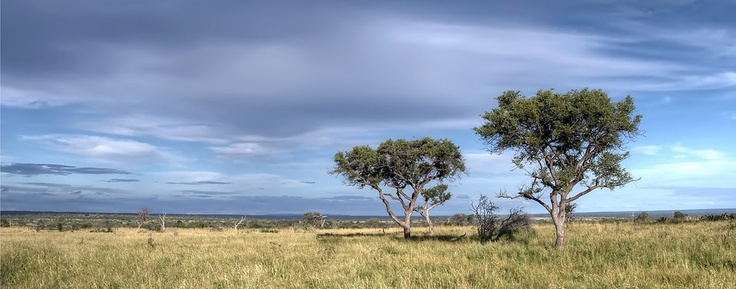 two trees in an open field under a cloudy sky