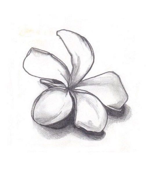 a pencil drawing of a flower