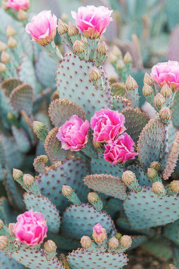 pink flowers are blooming on the top of green cactuses in an arid area