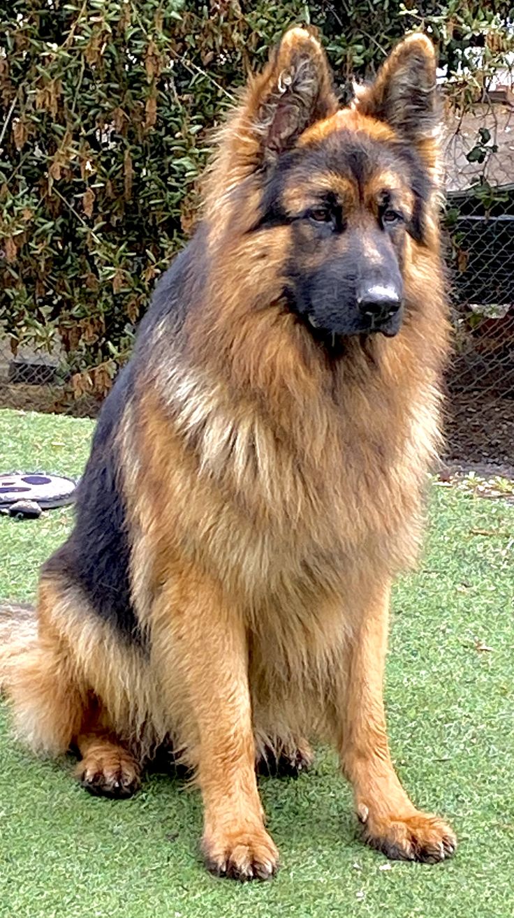 a large brown and black dog sitting in the grass