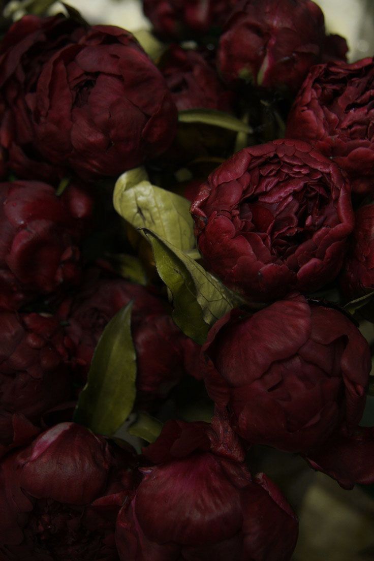 a bunch of dark red flowers with green leaves on the stems and in the middle