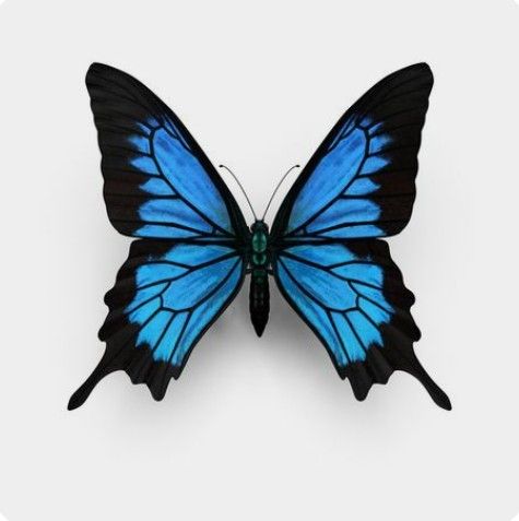 a blue butterfly with black wings on a white background