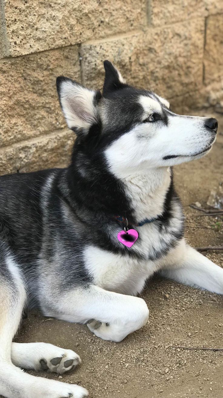 a black and white dog laying on the ground next to a stone wall with a pink tag