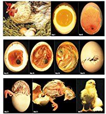 an image of eggs and chickens in different stages of life cycle, including hatched eggs