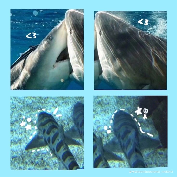 four pictures of dolphins swimming in the water