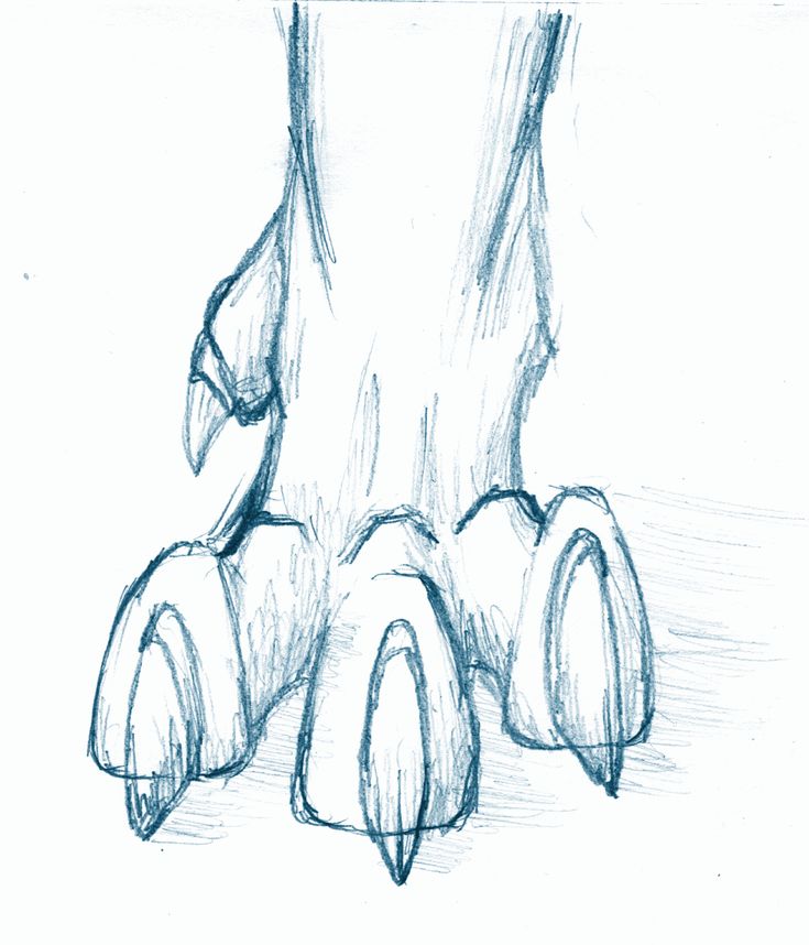 a pencil drawing of an animal's legs and feet with one foot on the ground