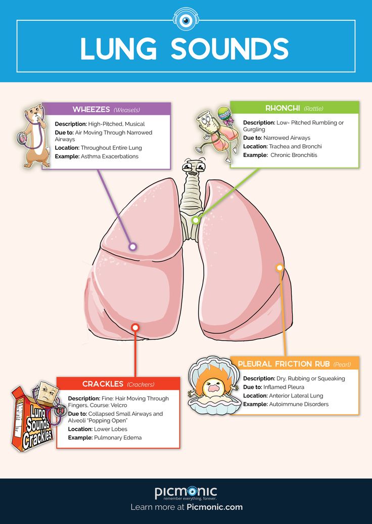 the lungs and their functions are labeled in this info sheet for kids to learn how to use