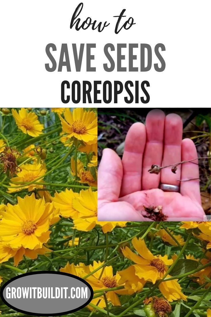 how to save seeds in the garden with text overlay