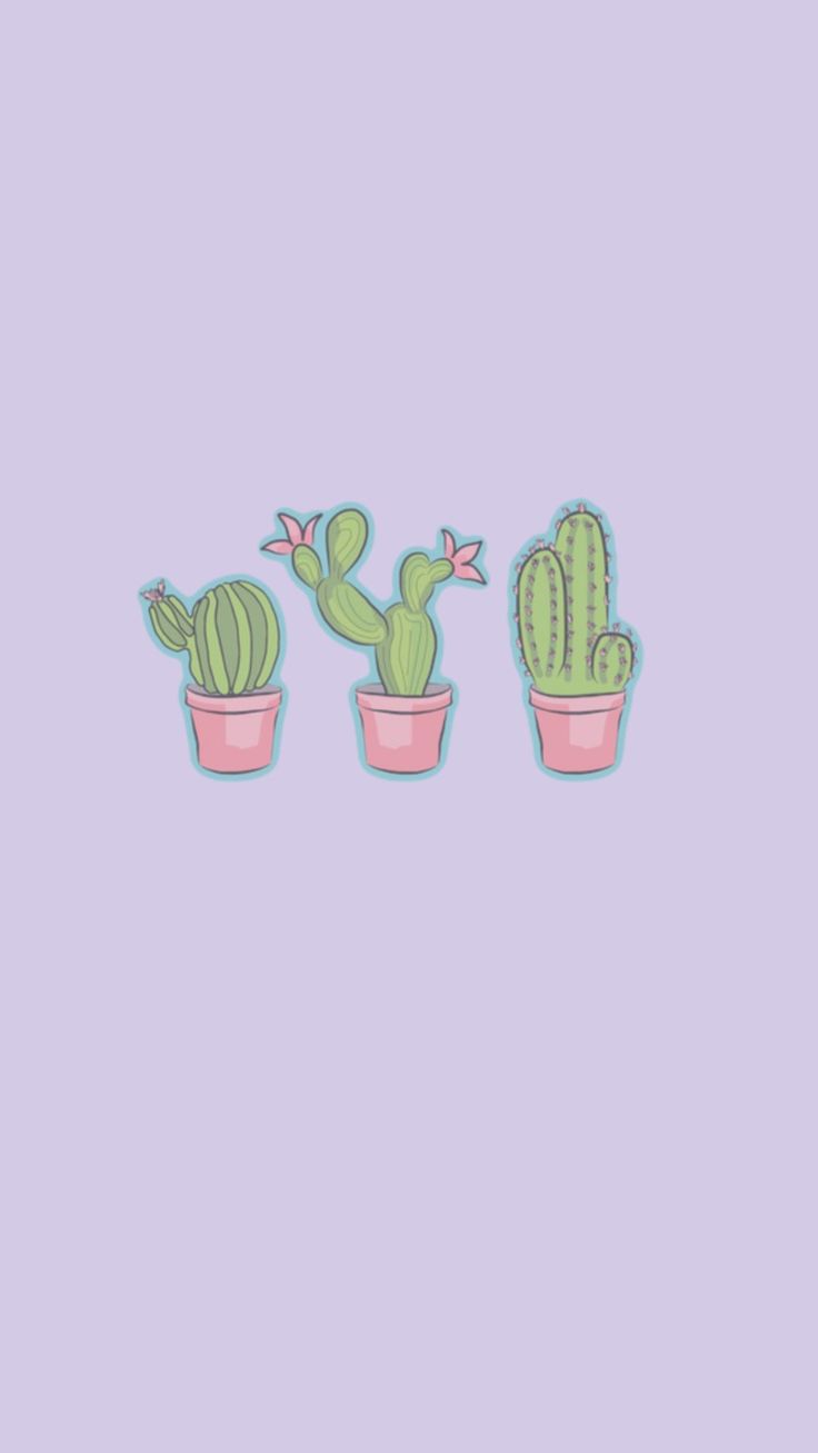 three potted cacti on a purple background