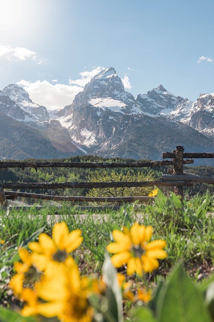 yellow flowers in the foreground and mountains in the background, with a wooden fence