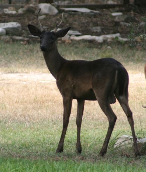 two deer standing next to each other on a grass covered field with rocks in the background