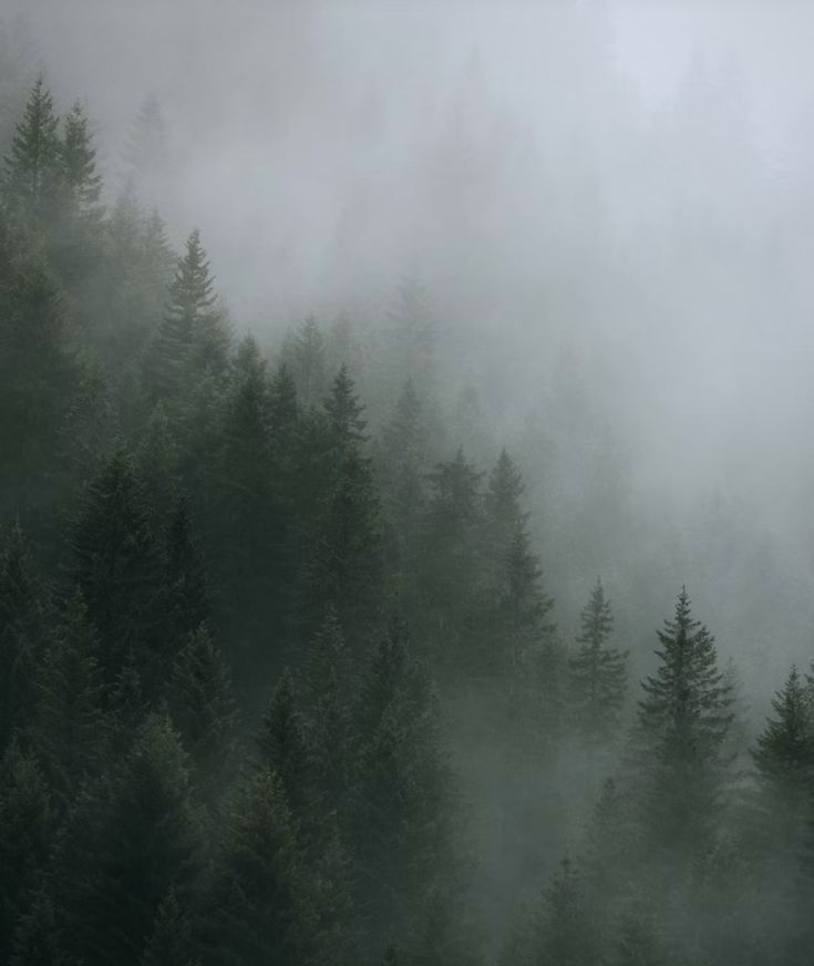 foggy forest with trees in the foreground and evergreens on the far side