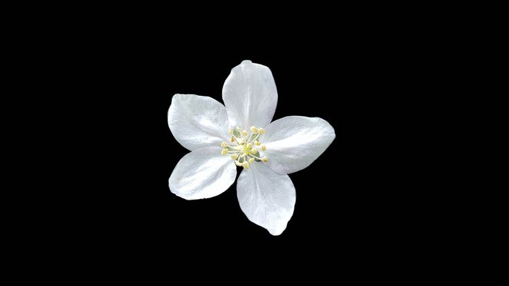 a single white flower on a black background