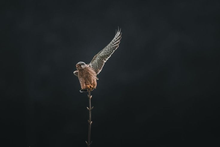 a bird with its wings spread on top of a plant in the dark night sky