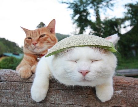 an orange and white cat laying on top of a wooden fence next to another cat