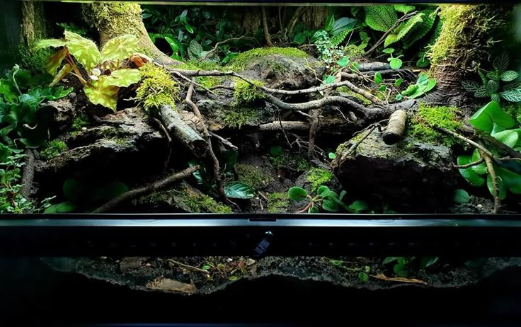 an aquarium filled with lots of green plants and mossy rocks in front of it