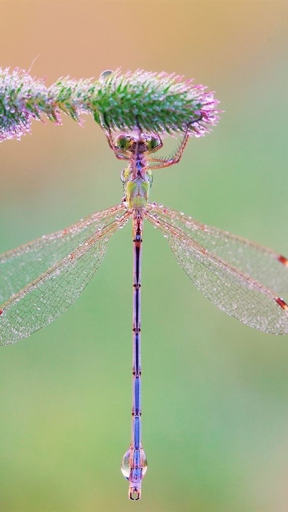 a dragon flys through the air with its wings spread