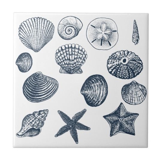 a tile with shells and starfishs on it