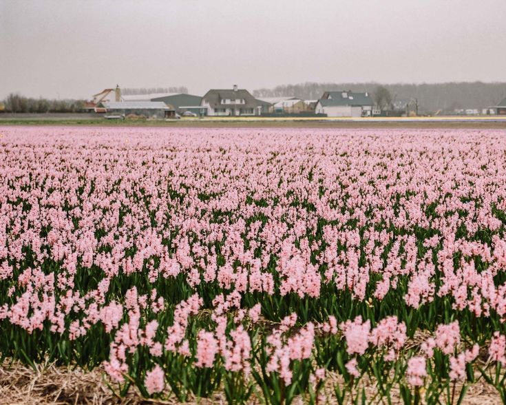 a large field full of pink flowers in the middle of it's own land