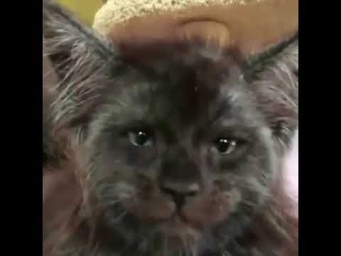 a close up of a cat with a hat on top of it's head