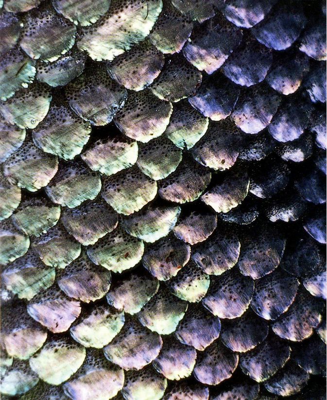 the scales of an animal's skin are all different colors and patterns on it