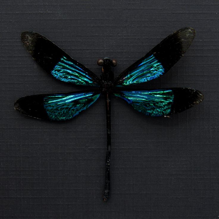 a blue and black dragonfly sitting on top of a dark surface with its wings spread out