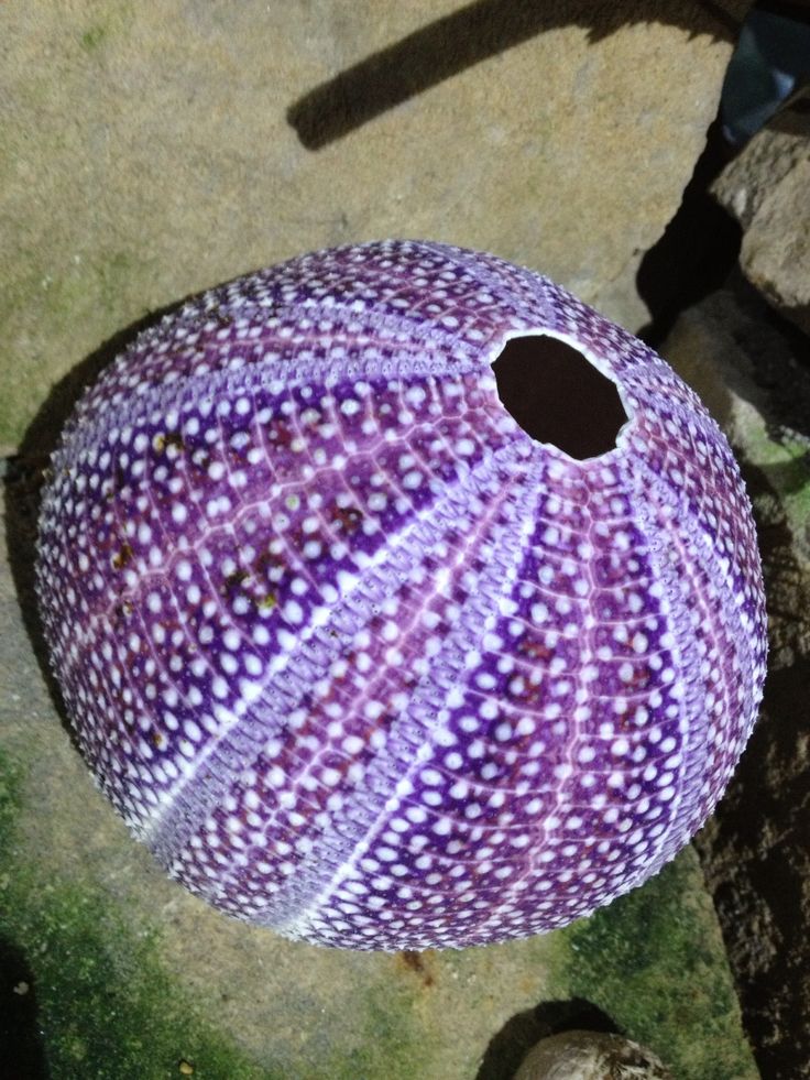 a purple and white object sitting on top of a cement ground next to rocks with holes in it