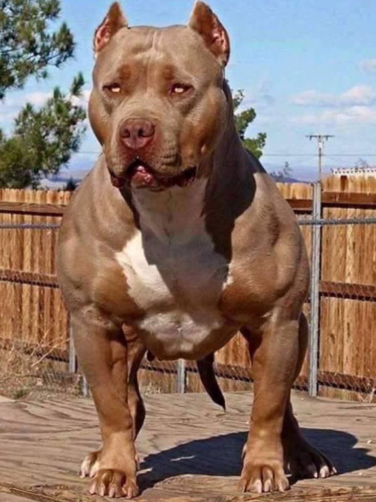 a brown and white dog standing on top of a wooden floor next to a fence