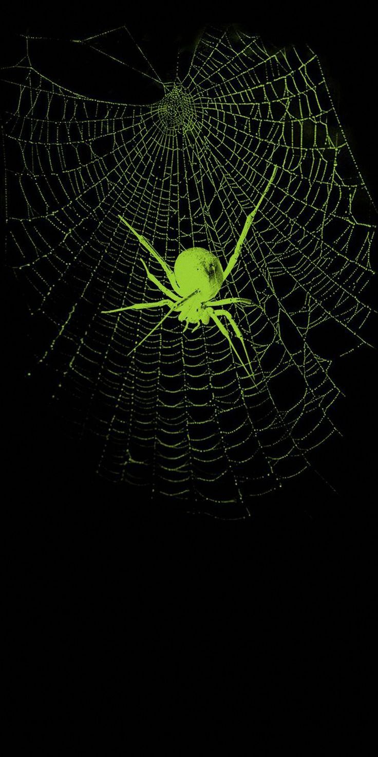 a green spider web in the dark