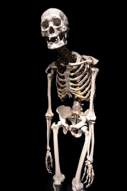 a human skeleton is shown on a black background