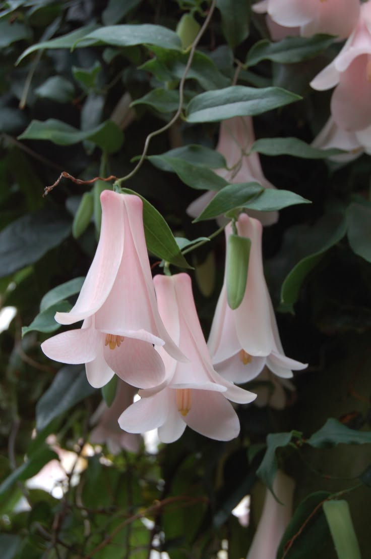 pink flowers hanging from a tree with green leaves