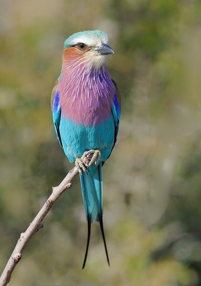 a colorful bird sitting on top of a tree branch