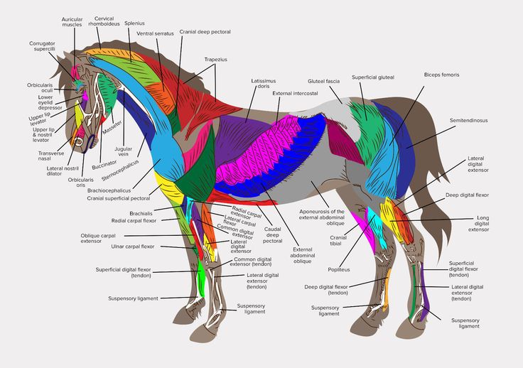 an image of a horse with all the parts labeled in it's body diagram