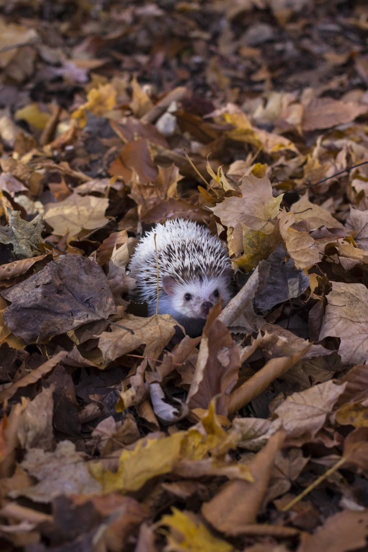 a hedgehog is hiding in the leaves