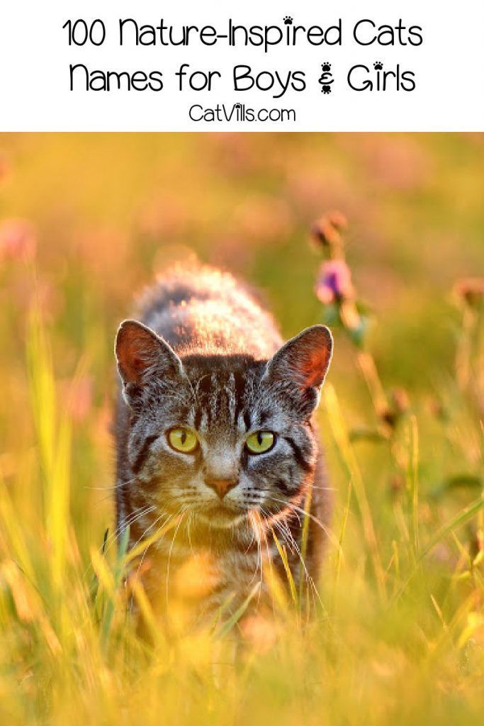 a cat walking through tall grass with the words 100 nature - inspired cats names for boys and girls