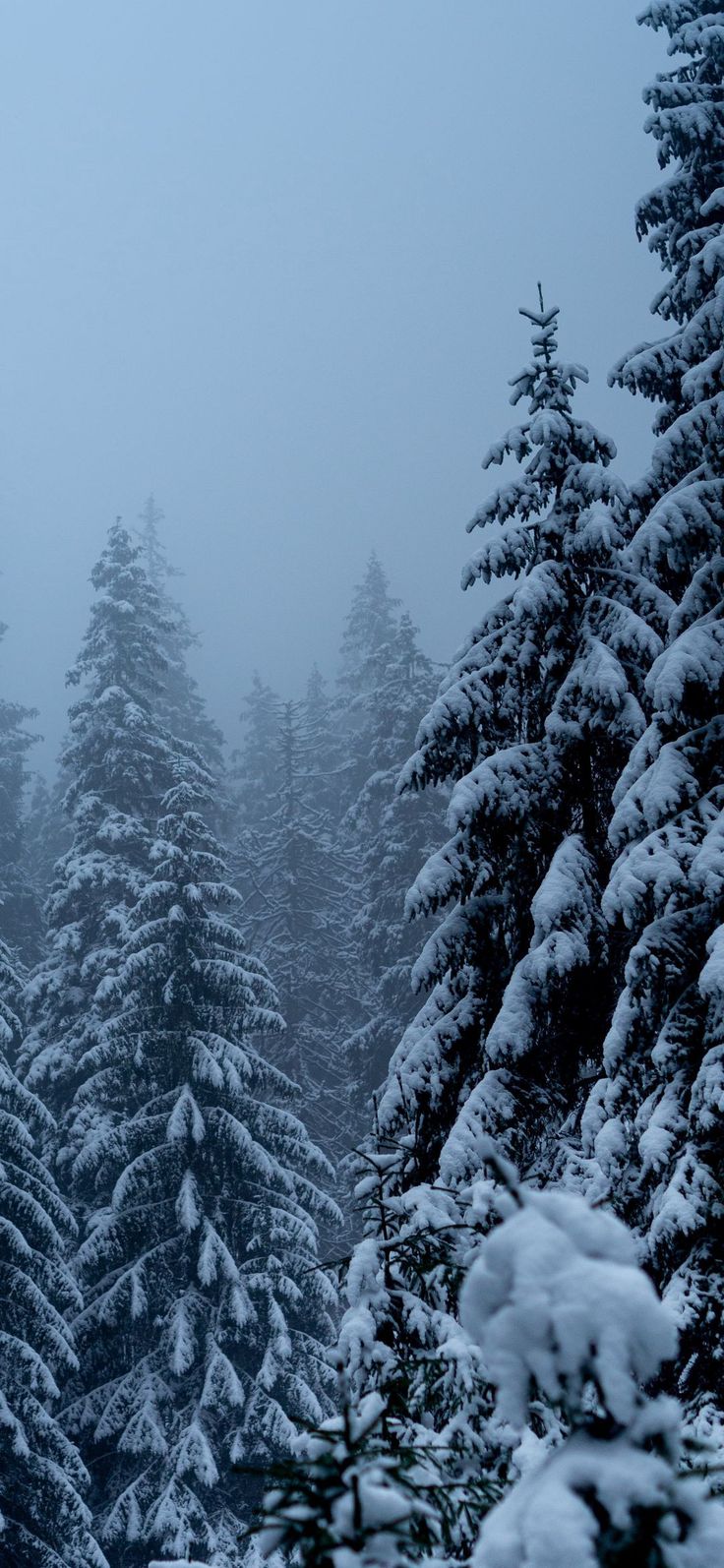 snow covered evergreen trees in the distance on a foggy day