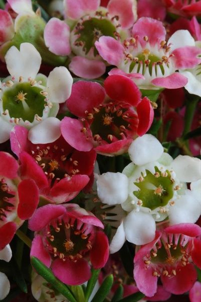 many different colored flowers with green stems and white ones in the middle, all together