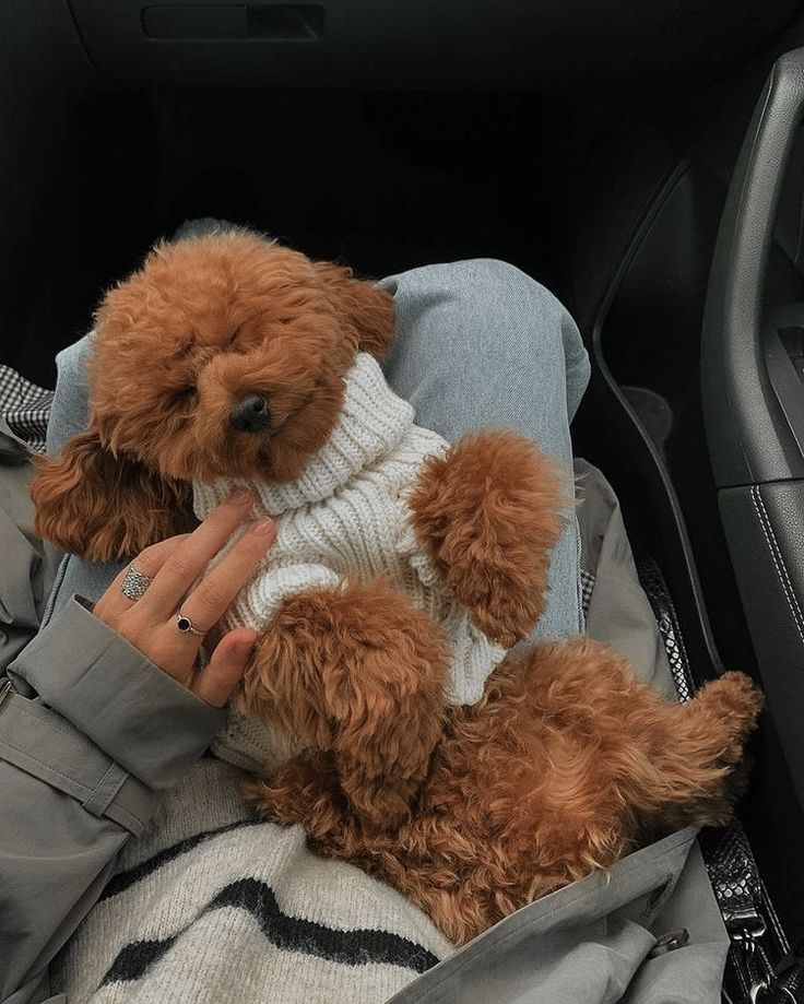 a person holding a teddy bear in the back seat of a car while wearing a sweater