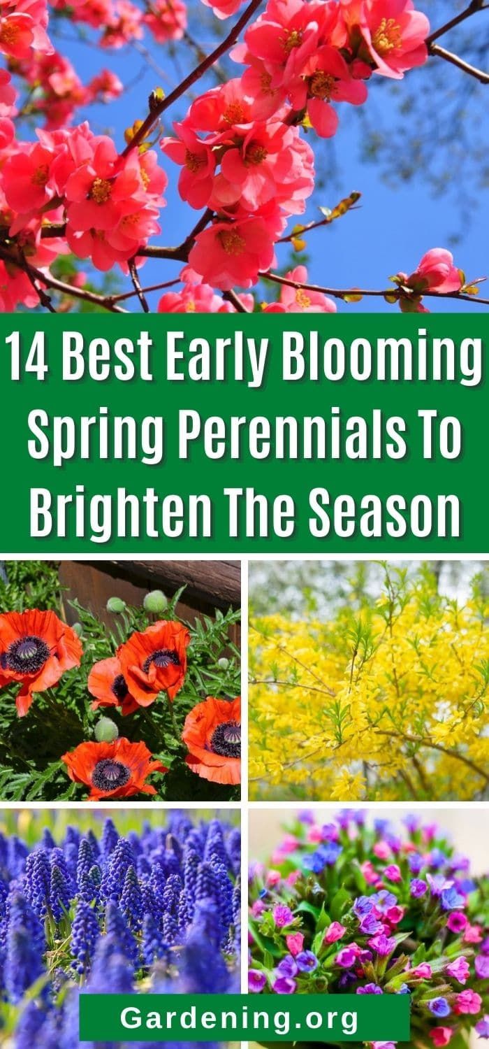 Early Blooming Perennials, Blue Perennial Flowers, Spring Blooming Perennials, Blue Perennials, Spring Blooming Flowers, Spring Perennials, Perennial Garden Plans, Pink Perennials, Front Flower Beds