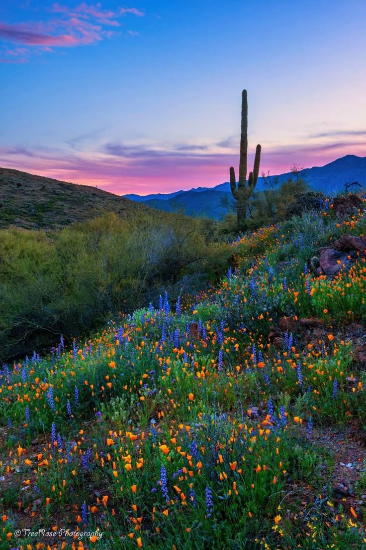 wildflowers blooming on the side of a hill at sunset