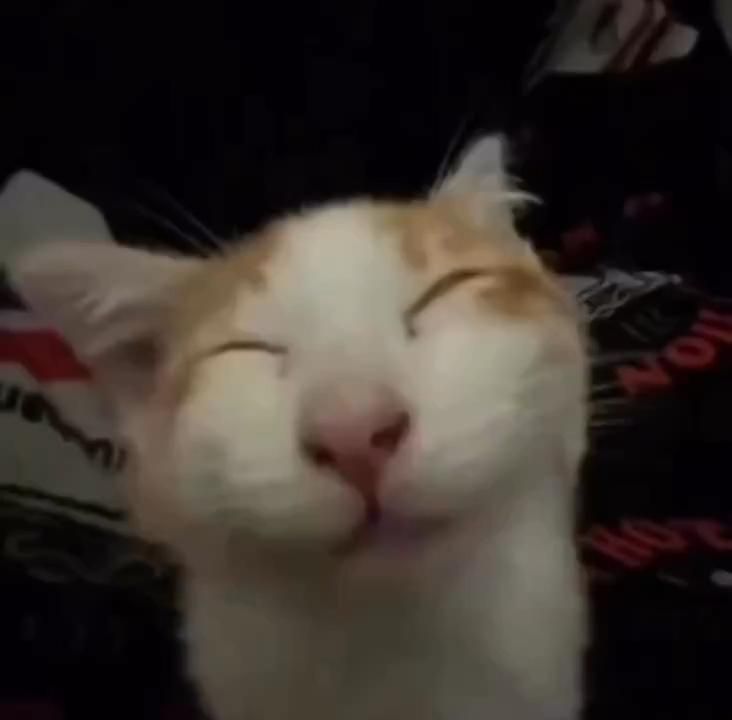 an orange and white cat with its eyes closed