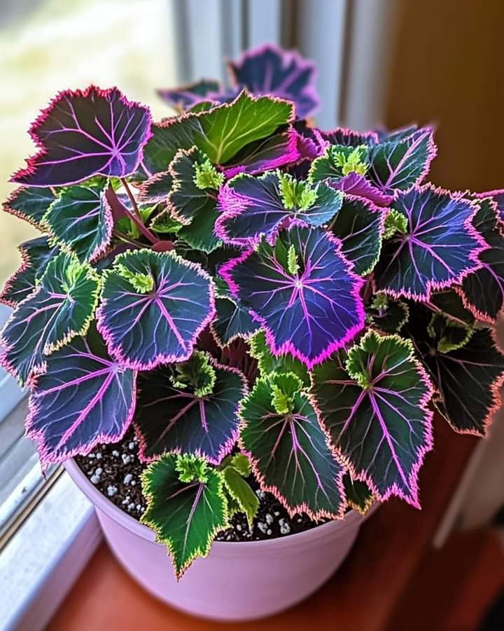 a potted plant with purple and green leaves sitting on a window sill next to a window